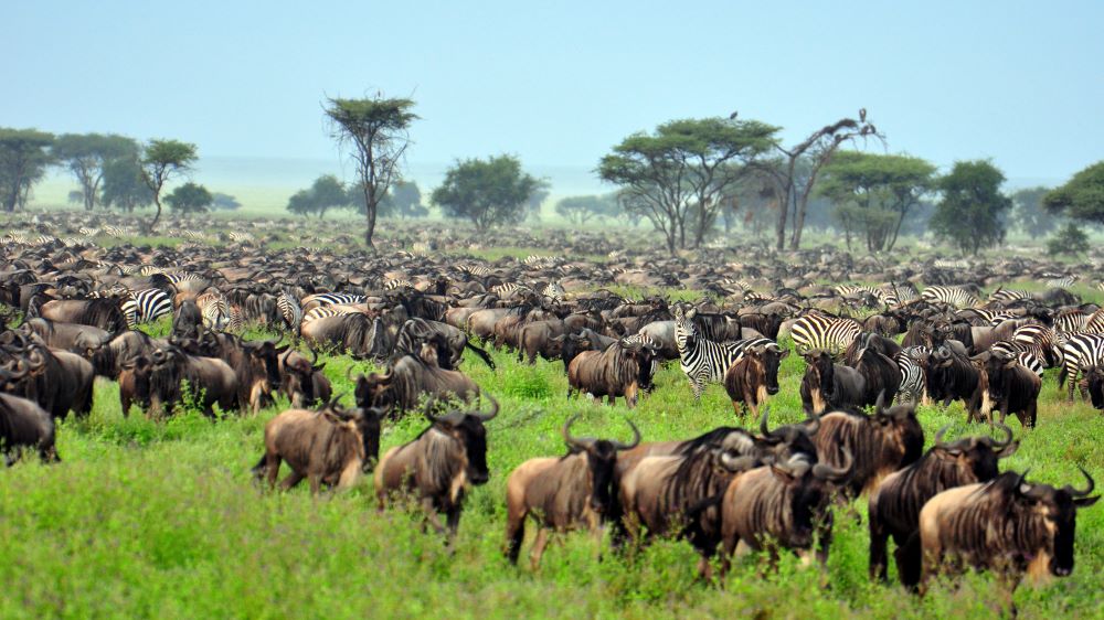 Grüne Wiesen für die Gnus und Zebras bei der Great Migration