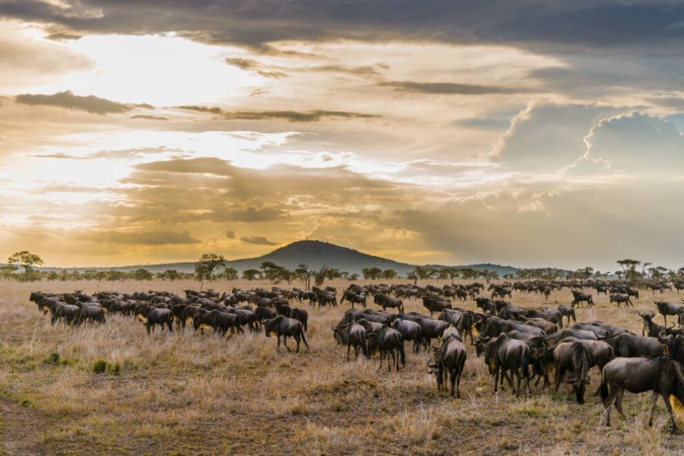 Great Migration mit vielen Gnus in der Serengeti