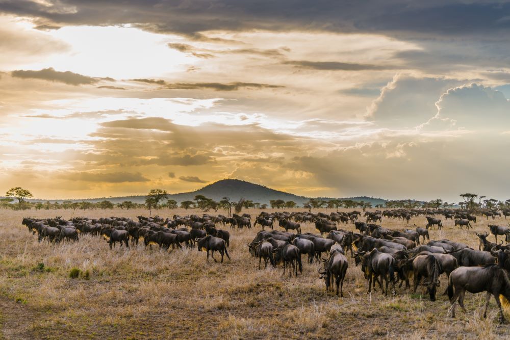 Great Migration mit vielen Gnus in der Serengeti