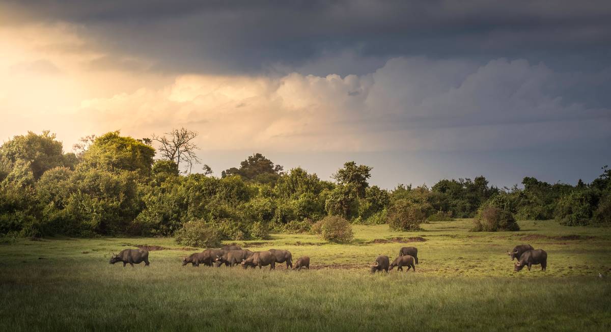 Tierbeobachtung im Aberdare Nationalpark in Kenia