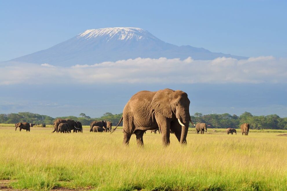 Graslandschaft mit Elefant im Amboseli Nationalpark