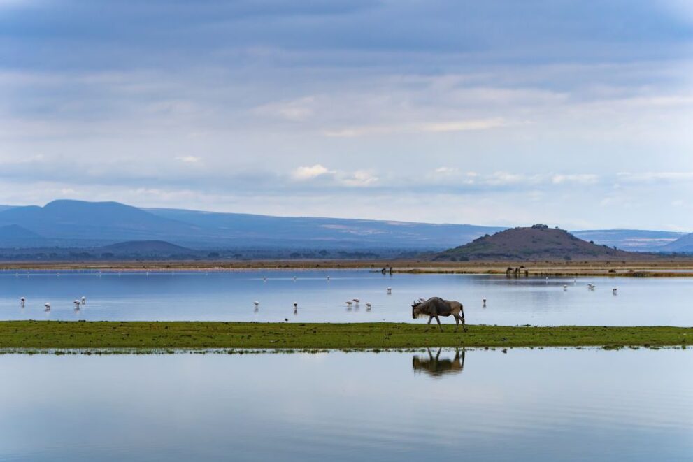 Gnu läuft durch die Landschaft im Amboseli Nationalpark