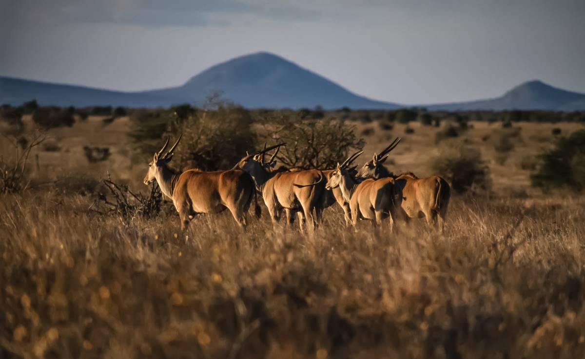 Antilopen im Taita Hills Reservat