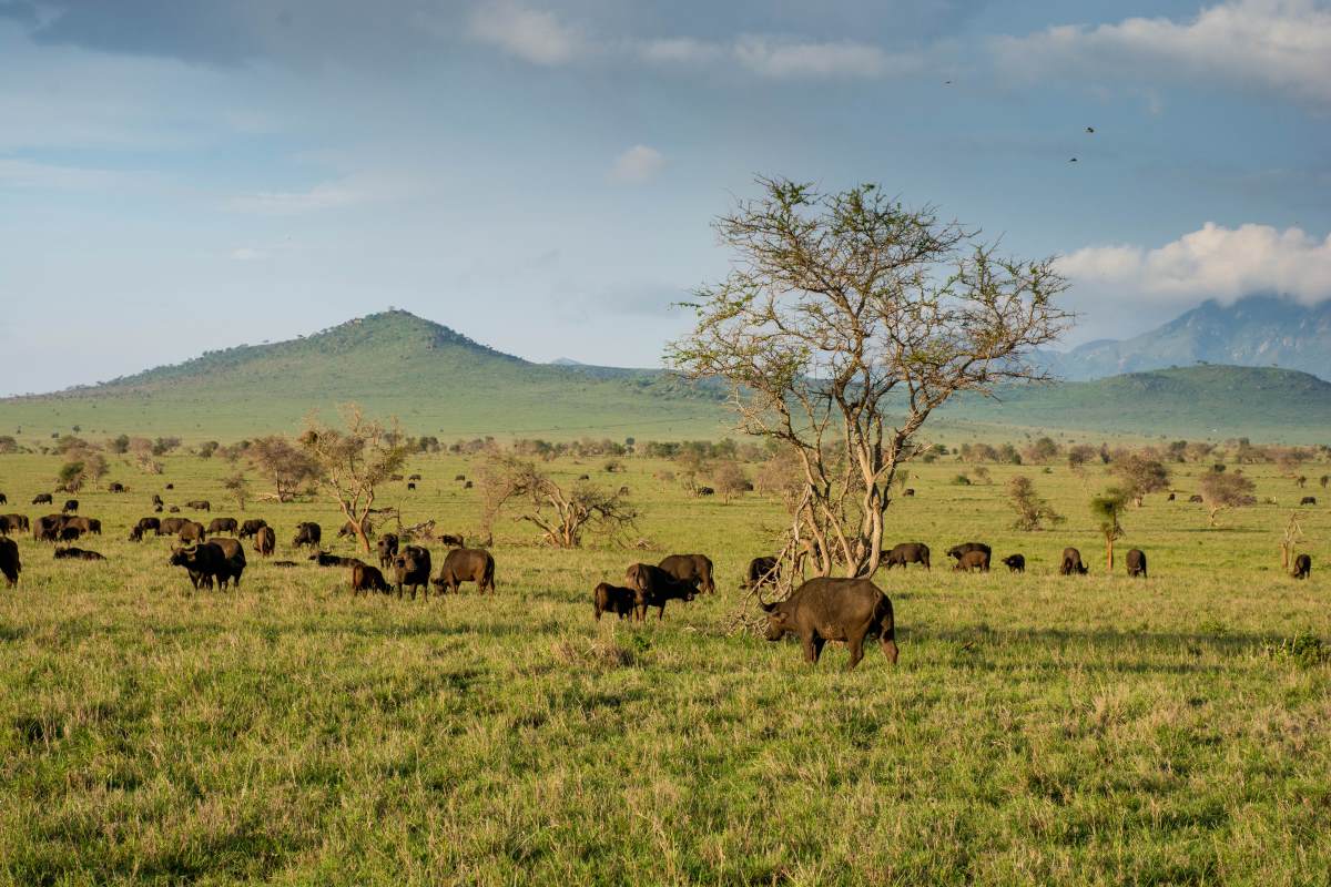 Herde von Büffeln im Taita Hills Reservat