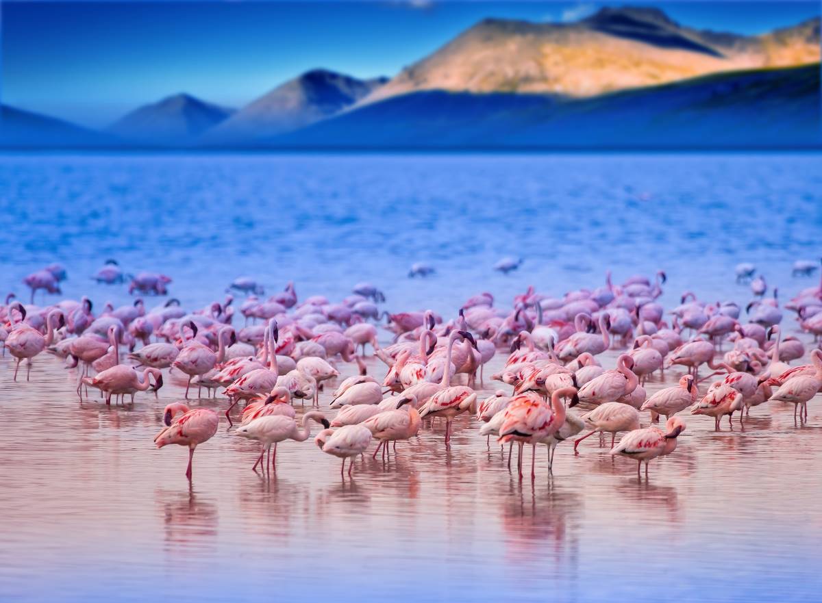 Flamingos stehen am Ufer des Lake Nakuru im Wasser