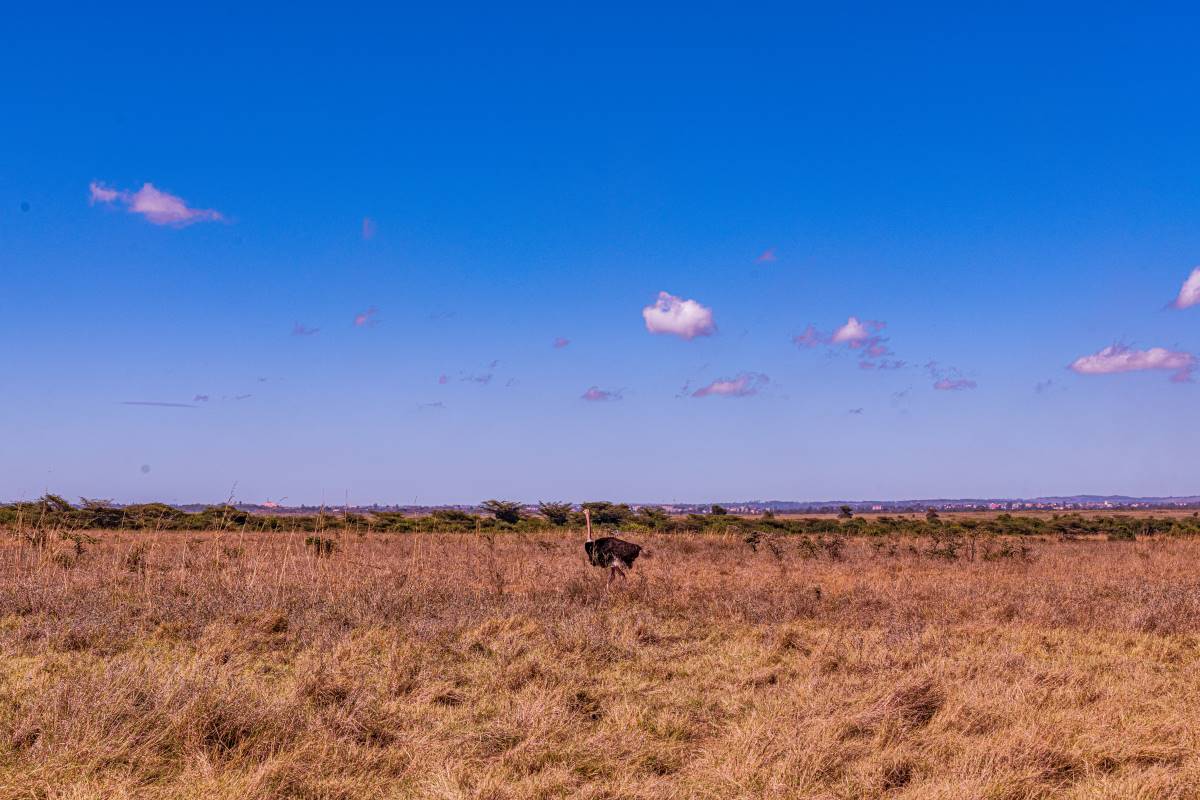 Weitläufige Graslandschaft mit einem Vogelstrauß im Nairobi Nationalpark in Kenia