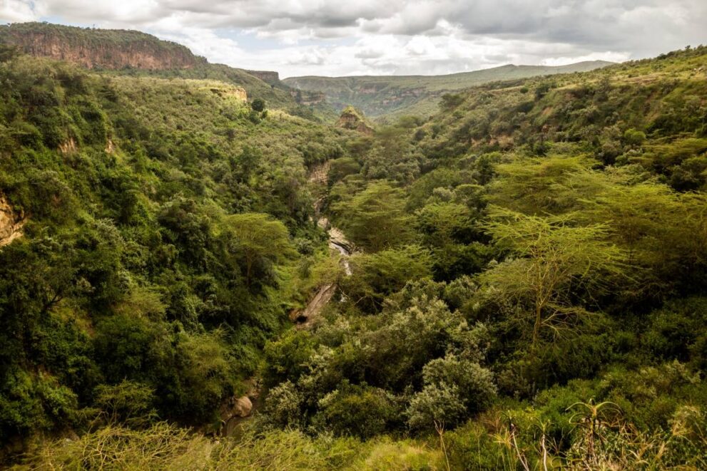 Waldgebiet mit Schlucht im Hells Gate Nationalpark