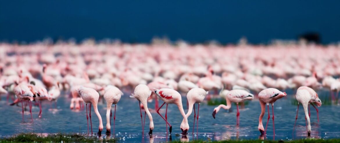 Landschaft mit Flamingos am Lake Nakuru