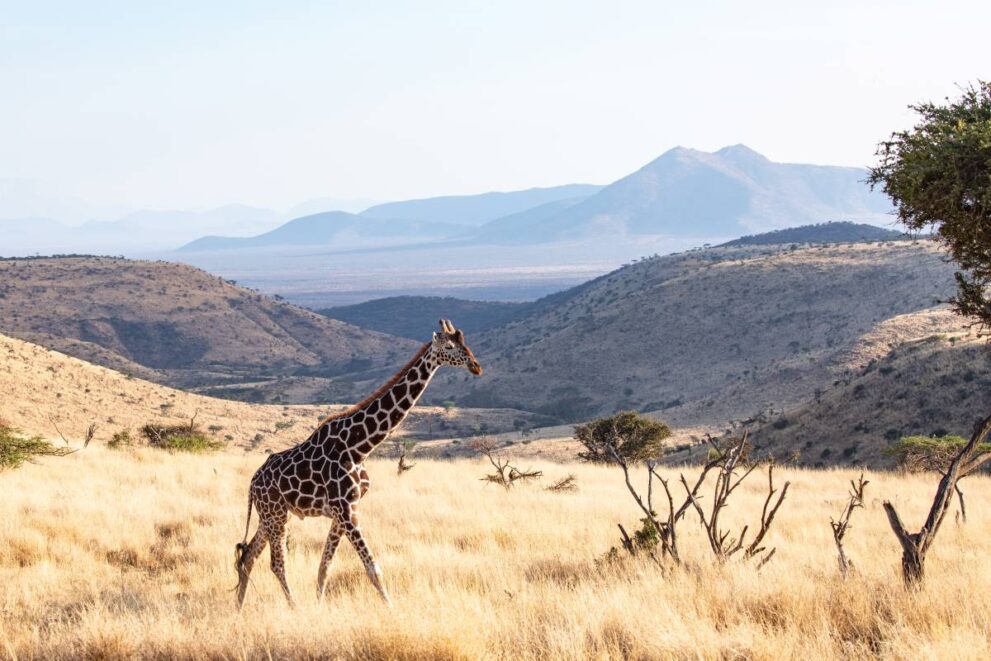 Giraffe im Lewa Wildlife Conservancy
