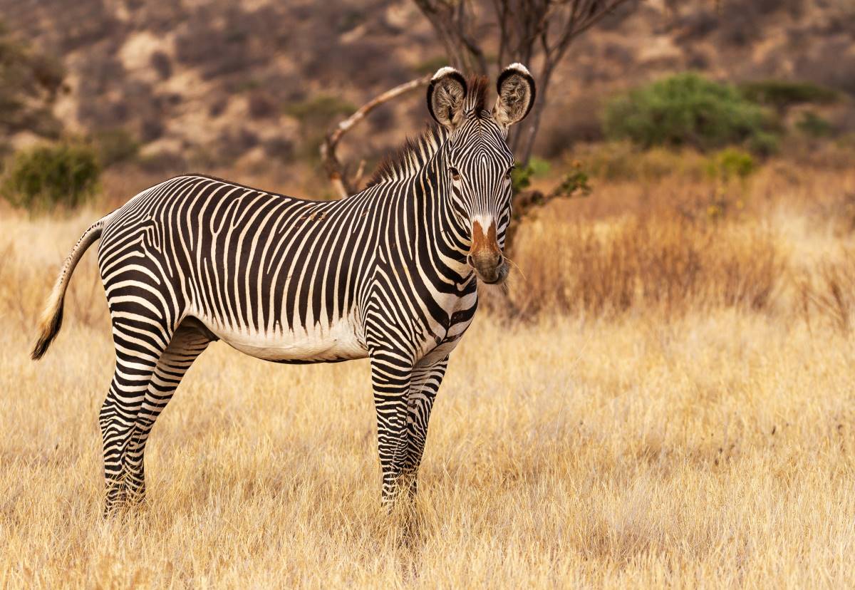 Grevyzebra im Lewa Wildlife Conservancy