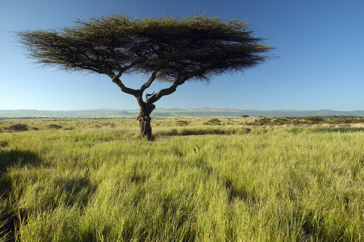 Einsamer Akazienbaum in weitläufiger Graslandschaft im Lewa Wildlife Conservancy