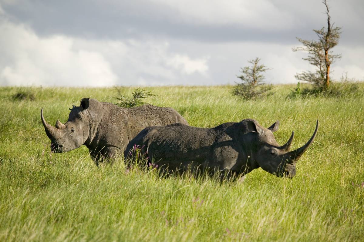 Zwei Breitmaulnashörner im hohen Gras der Lewa Wildlife Conservancy