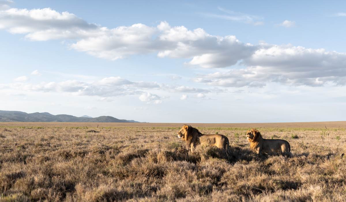 Zwei Löwen in einer Graslandschaft im Lewa Wildlife