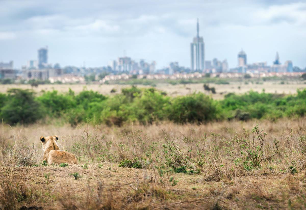 Eine Löwin sitzt im trockenen Gras auf der Lauer im Nairobi Nationalpark in Kenia