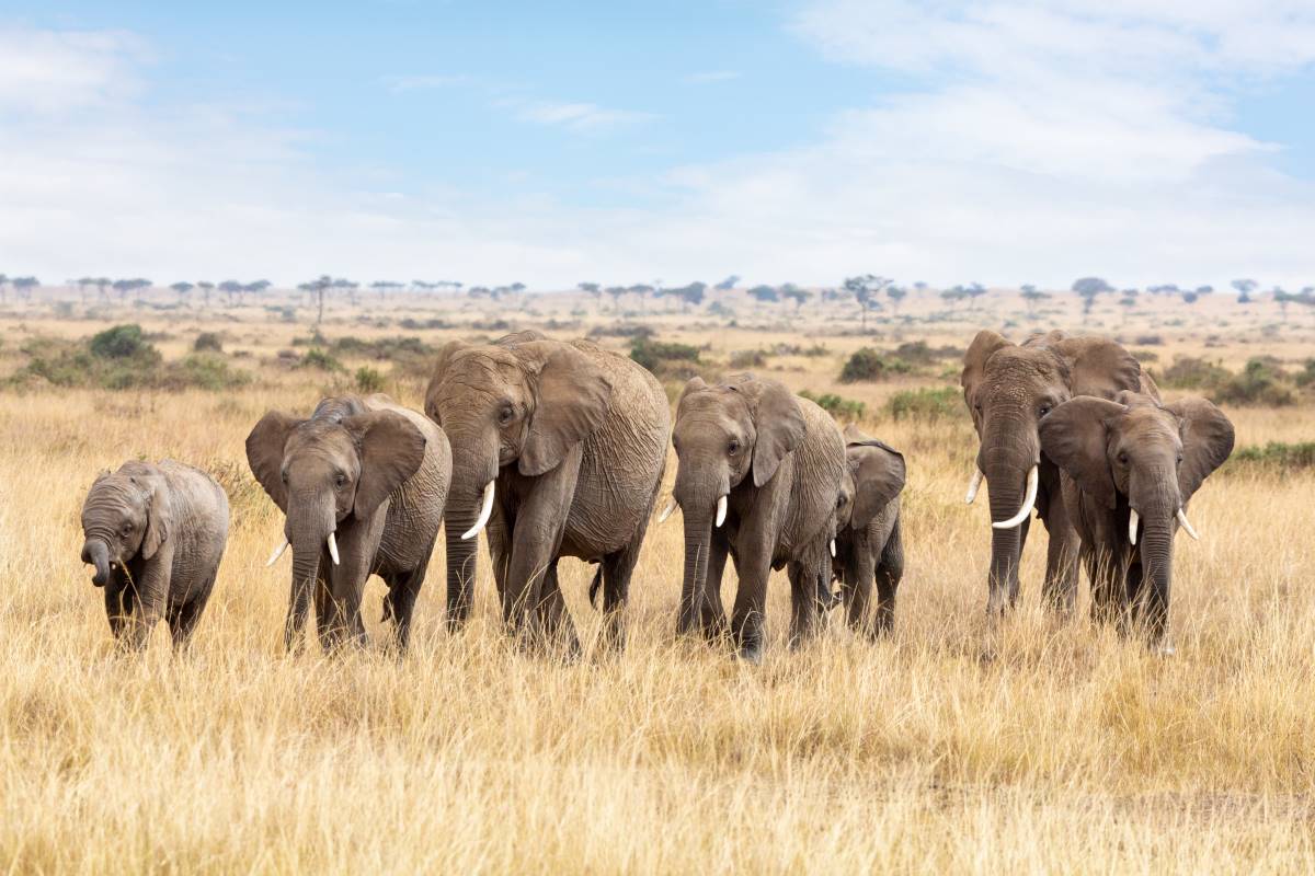 Elefantenherde im Meru Nationalpark in Kenia