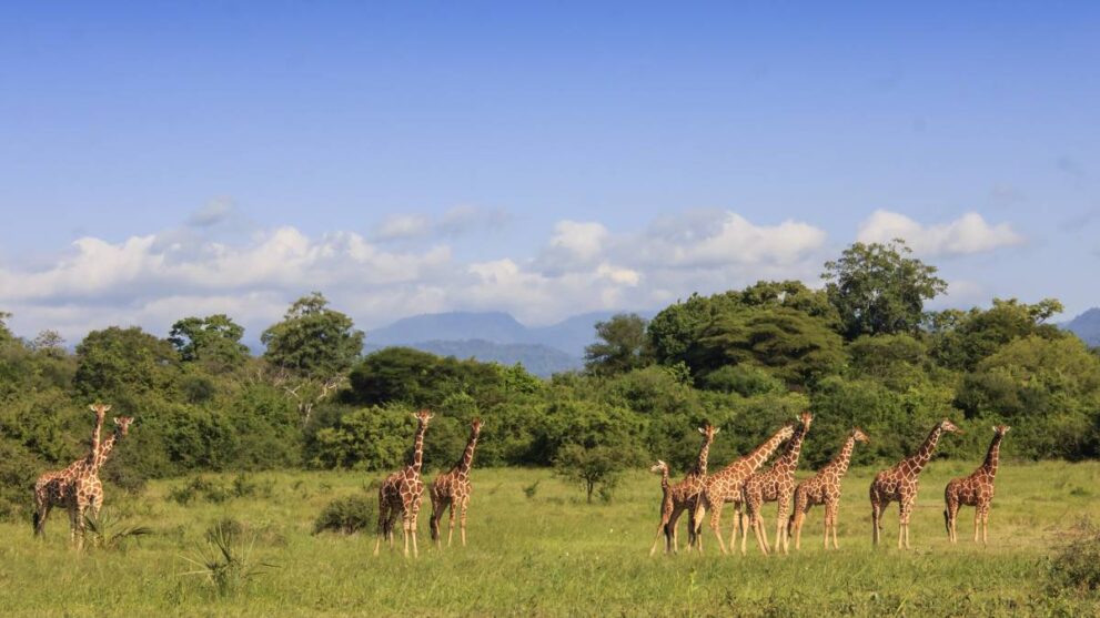 Giraffen vor Waldgebiet im Meru Nationalpark in Kenia