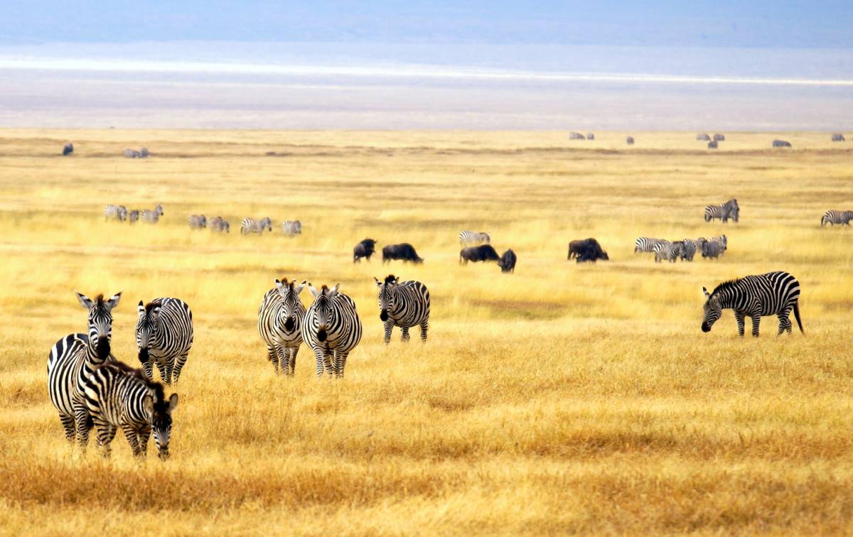 Zebraherde im Meru Nationalpark in Kenia