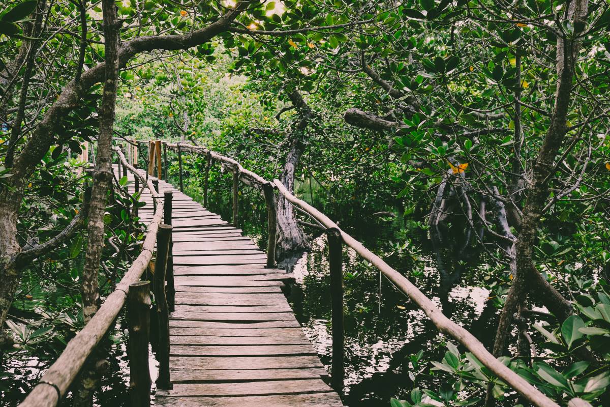 Mida Creek Mangrove im Watamu Marine Nationalpark in Kenia