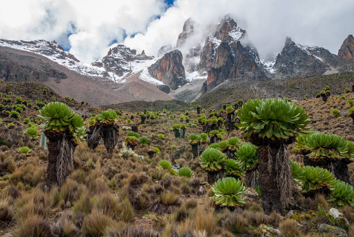 Landschaft des Mount Kenya Nationalparks