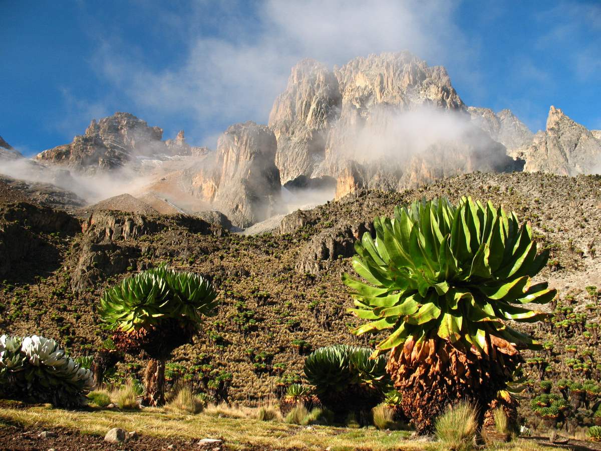 Moorland mit Sumpfgebiet am Mount Kenya