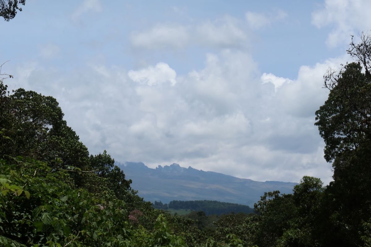 Waldgebiet im Mount Kenya Nationalpark