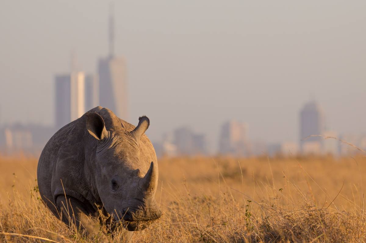 Ein Nashorn im Nairobi Nationalpark in Kenia