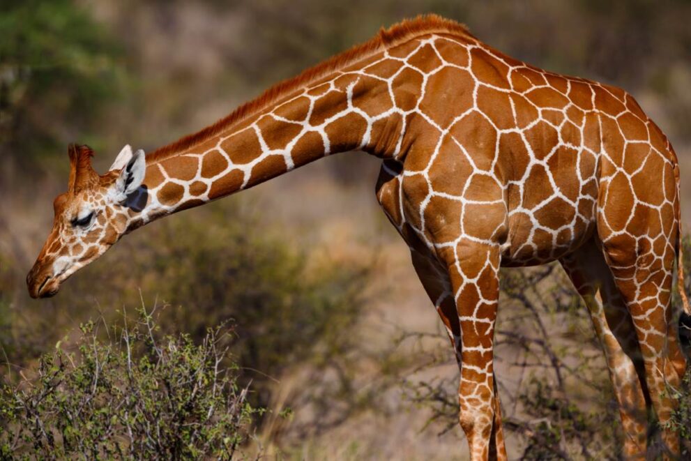 Netzgiraffe im Samburu Nationalpark in kenia