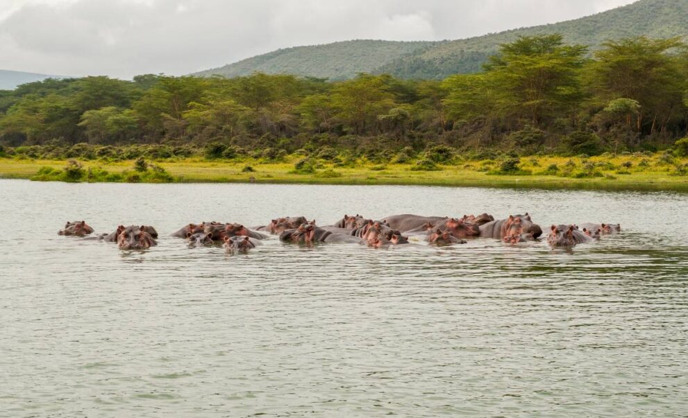Nilpferde entspannen im Wasser des Lake Nakuru