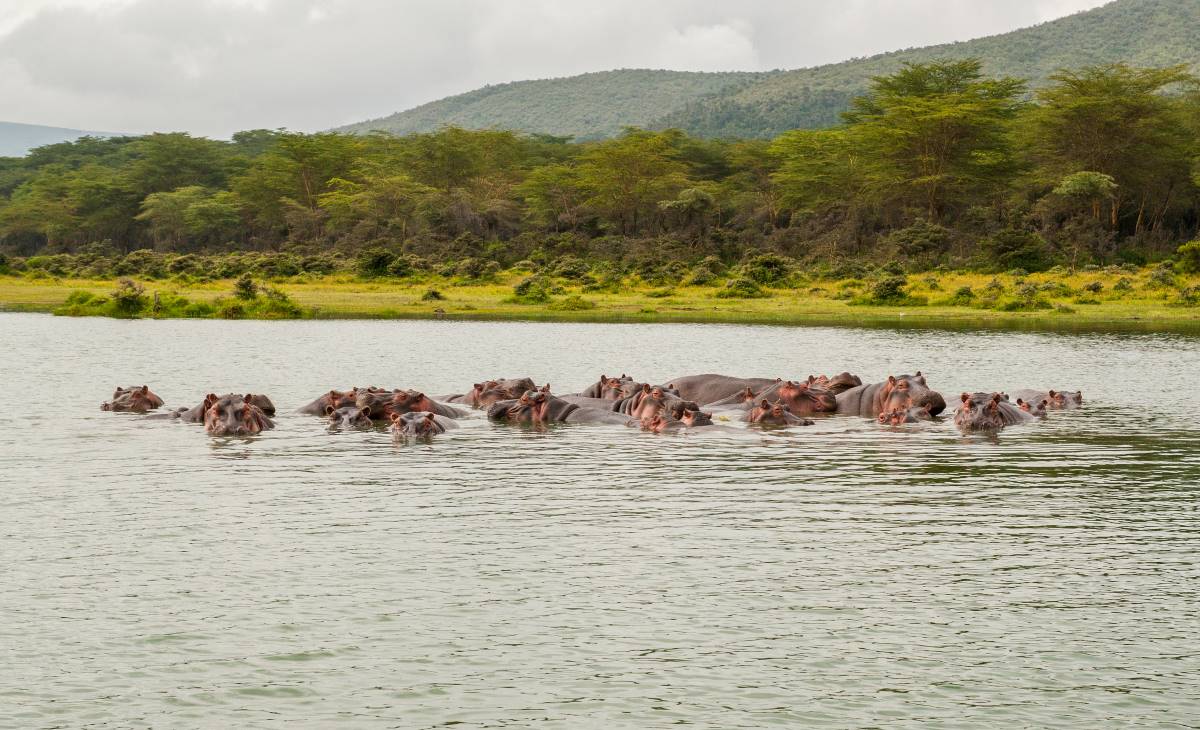 Nilpferde entspannen im Wasser des Lake Nakuru