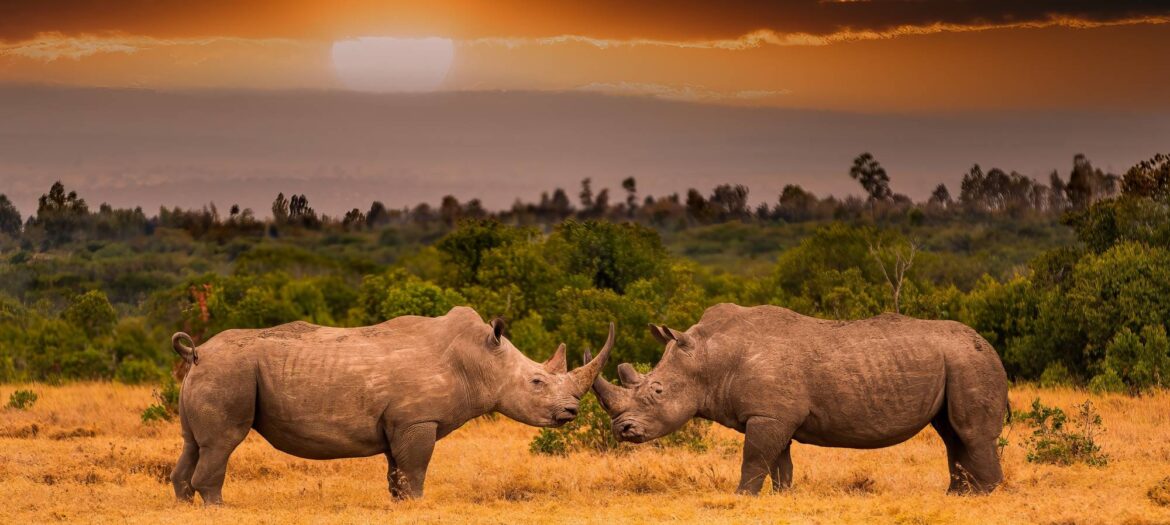 Zwei Breitmaulnashörner stehen sich in der Abendsonne gegenüber, Ol Pejeta Conservancy