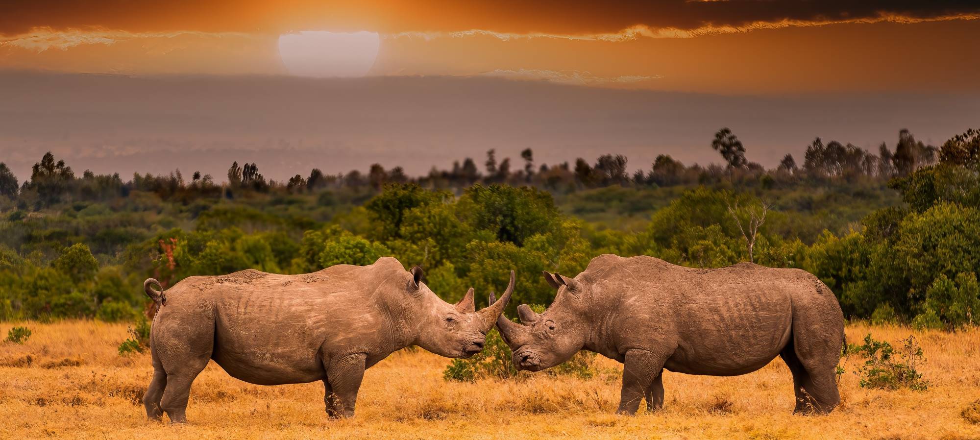 Zwei Breitmaulnashörner stehen sich in der Abendsonne gegenüber, Ol Pejeta Conservancy