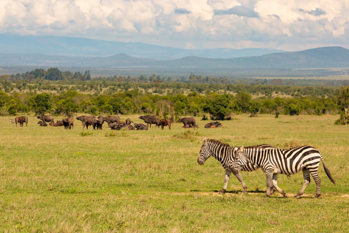 Landschaft des Ol Pejeta Schutzgebiets in Kenia