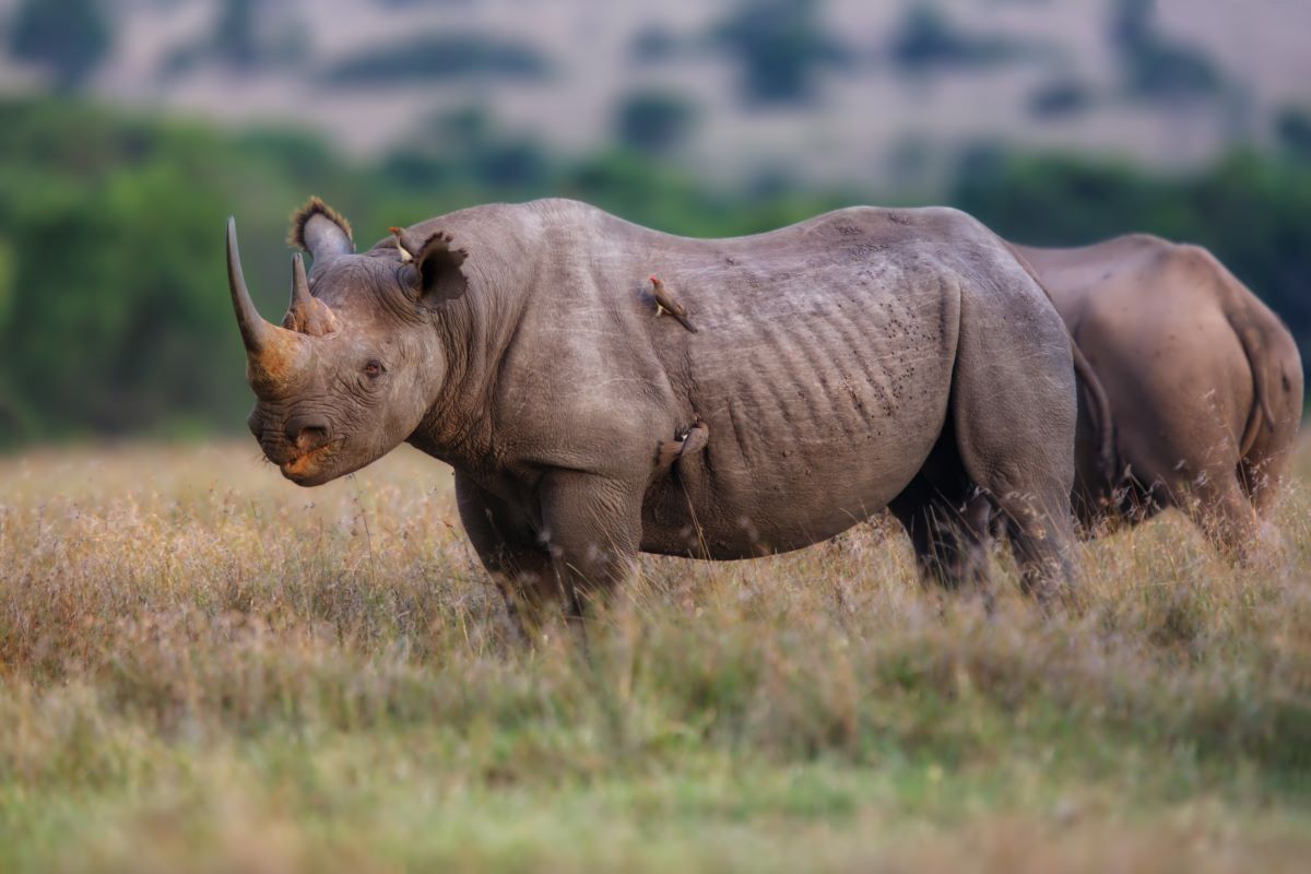 Nashorn im Ol Pejeta Schutzgebiet in Kenia