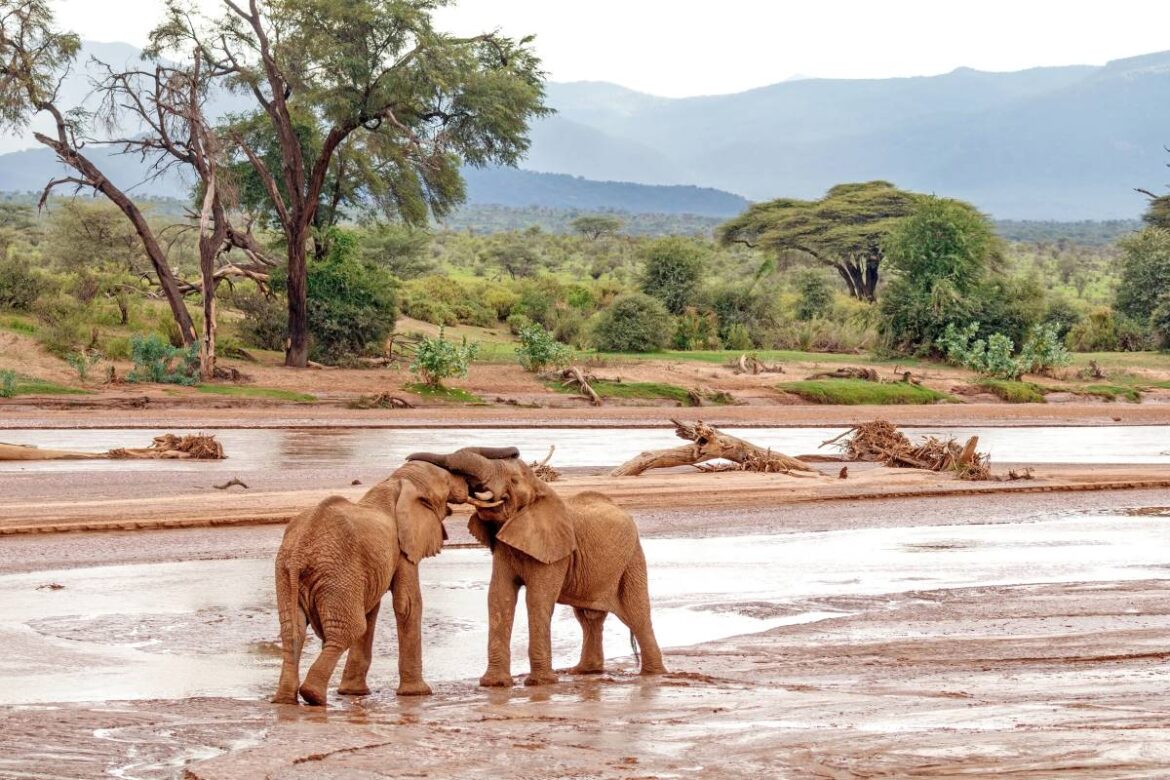 Elefantenkampf im Samburu Nationalreservat in Kenia