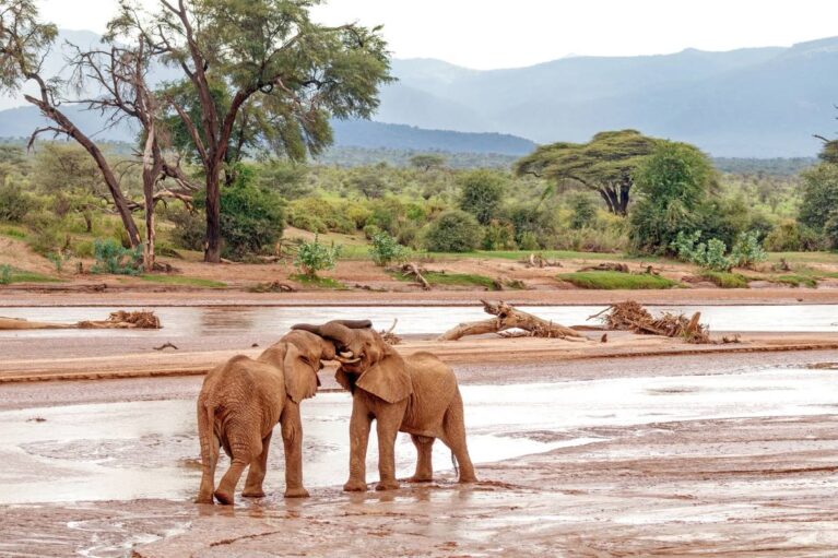 Elefantenkampf im Samburu Nationalreservat in Kenia