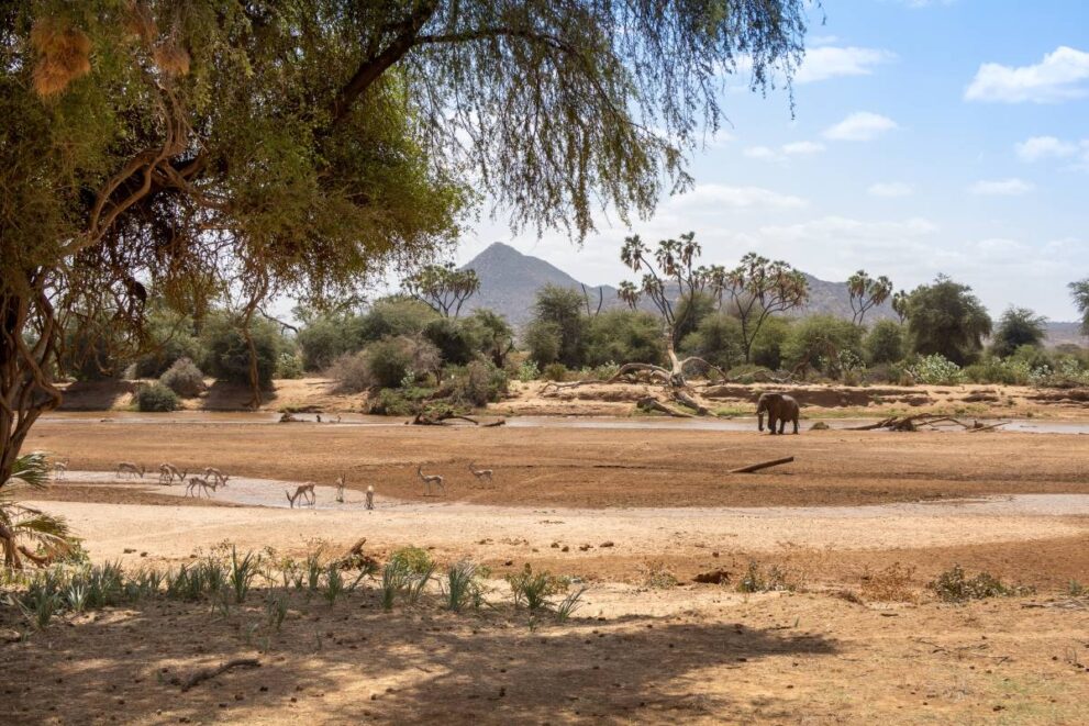 Trockenzeit mit wenig Wasserstellen im Samburu Nationalreservat