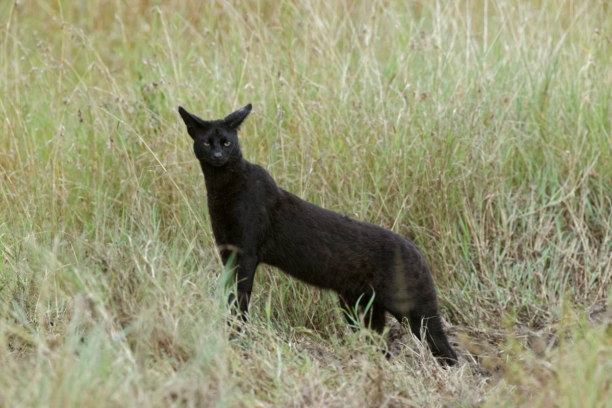 Schwarze Serval Katze im Aberdare Nationalpark in Kenia