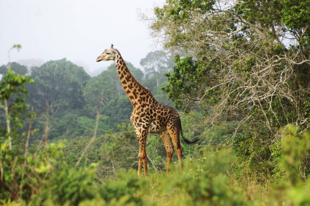 Giraffe im Wald im Shimba Hills Nationalreservat