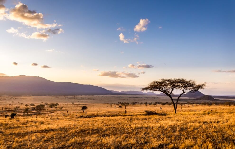 Landschaft mit offener Savanne im Tsavo Ost Nationalpark