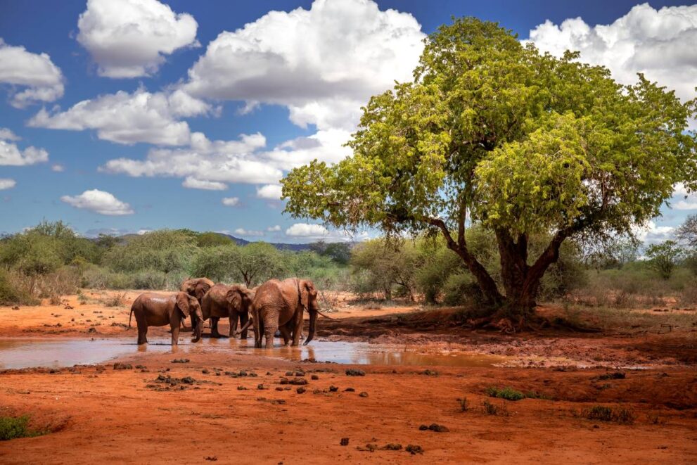 Roter Boden im Tsavo Ost Nationalpark