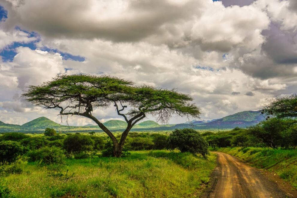 Straße für Safaris im Tsavo Ost Nationalpark in Kenia