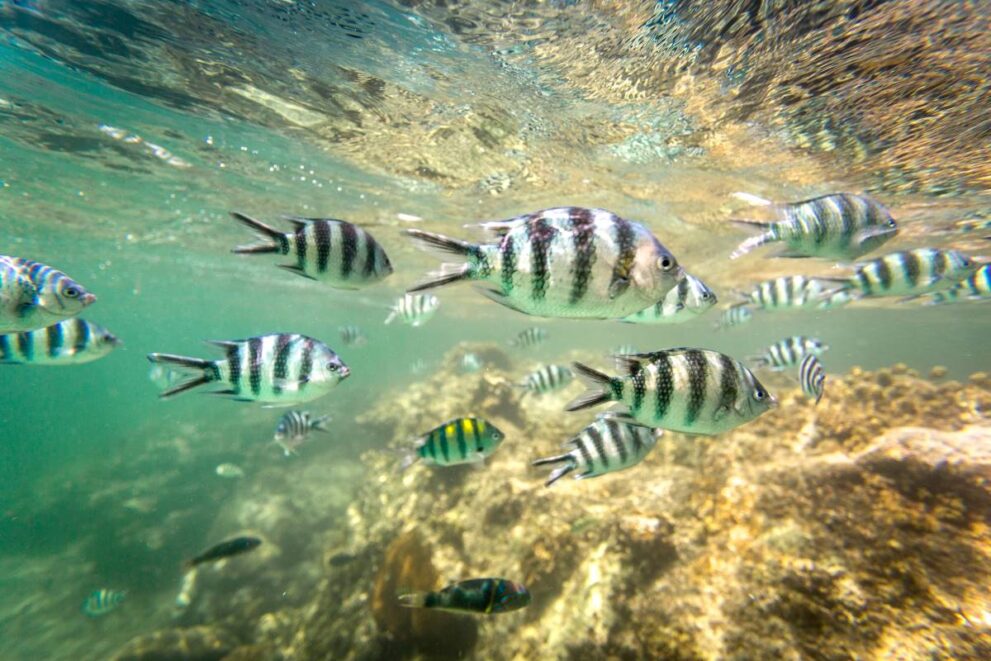 Unterwasserwelt im Watamu Marine Park