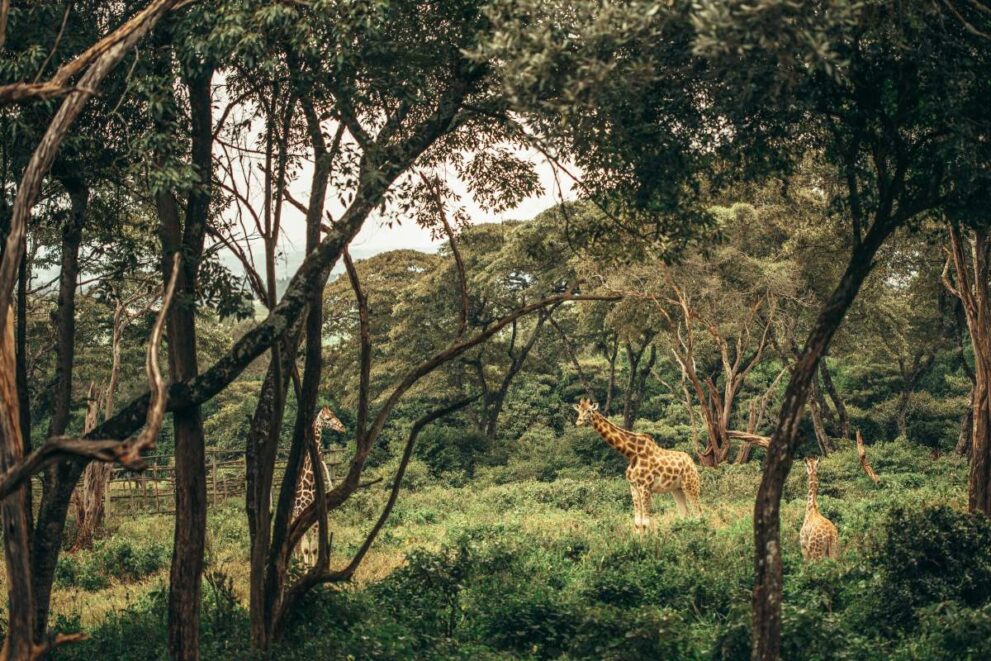 Waldgebiet mit Giraffen im Nairobi Nationalpark in Kenia
