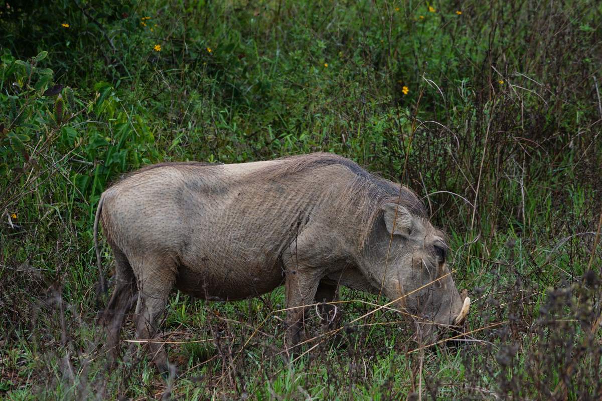 Warzenschwein am Fressen im Shimba Hills Reservat