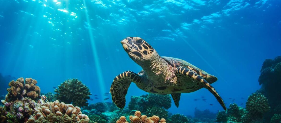 Unterwasserbild mit Meeresschildkröte im Watamu Marine Nationalpark in Kenia
