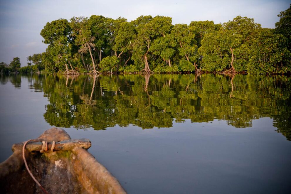 Mangrove vom Meer im Watamu Marine Nationalpark in Kenia