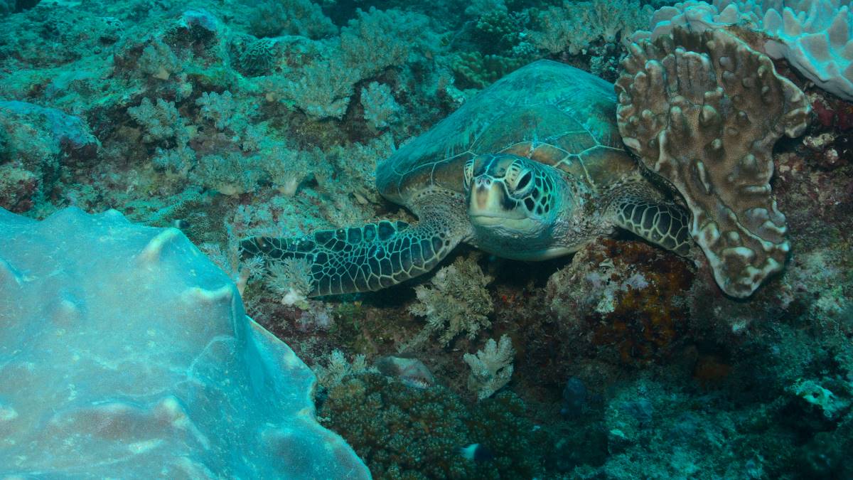 Schildkröte im Watamu Marine Nationalpark in Kenia