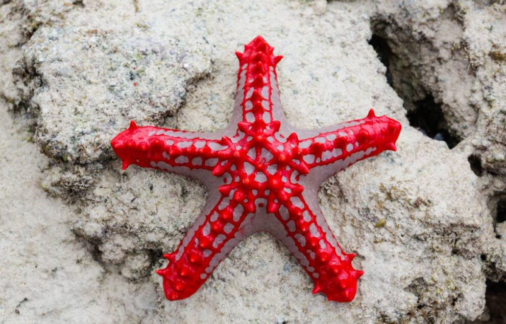 Rot-weißer Seestern im Watamu Marine Nationalpark in Kenia