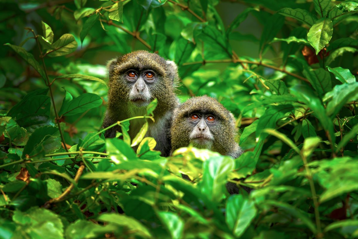 Weißkehlmeerkatzen (Sykes Monkey) schauen aus dem dichten Wald heraus