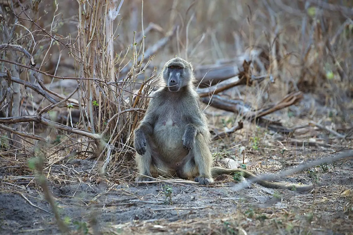 Sitzender Affe im Bwabwata Nationalpark.